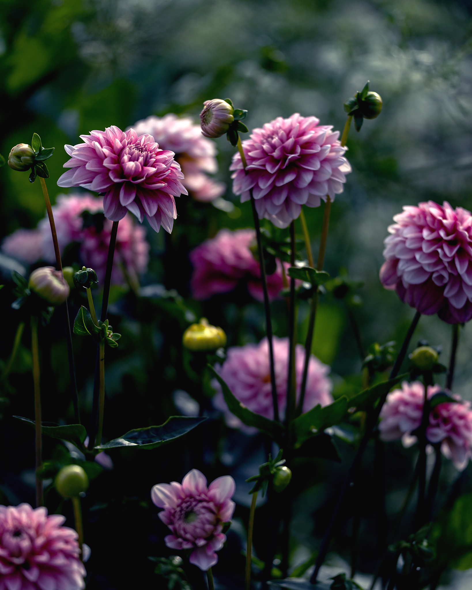 Dahlias by Linn